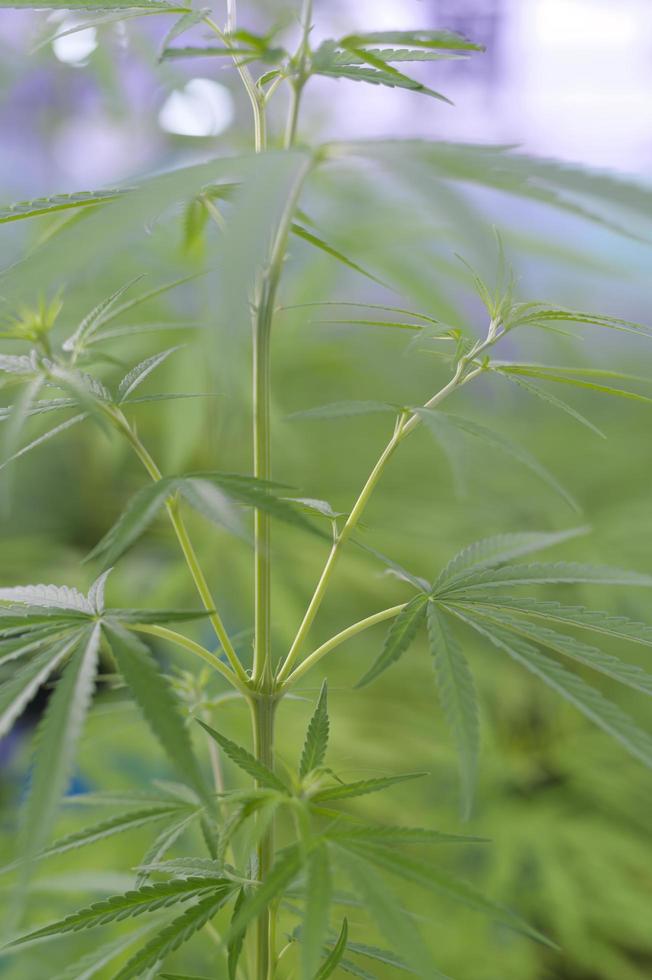 primer plano de hojas de cáñamo cannabis sativa en una olla en el interior, concepto de fondo foto