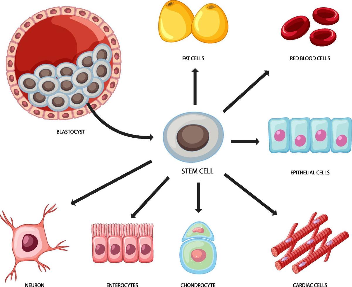 Types of stem cells on white background vector