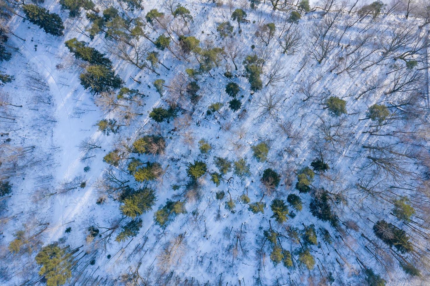 Fabulous aerial winter panorama of mountain forest with snow covered fir trees. Colorful outdoor scene, Happy New Year celebration concept. Beauty of nature concept background. photo