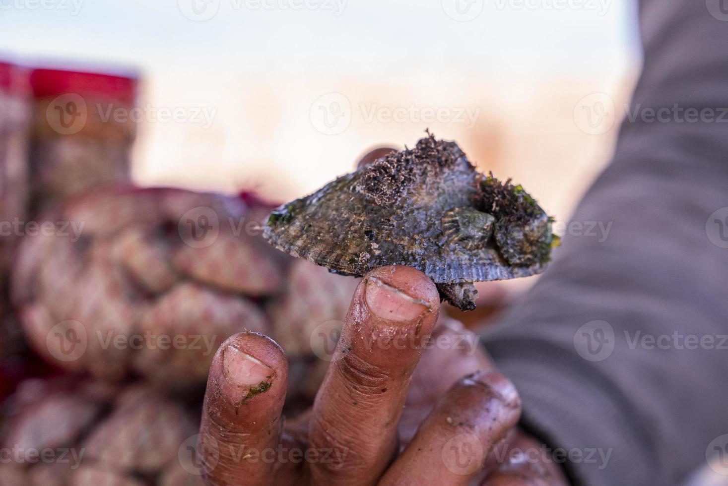 Closeup of human fingers holding raw fresh shell at fish market photo
