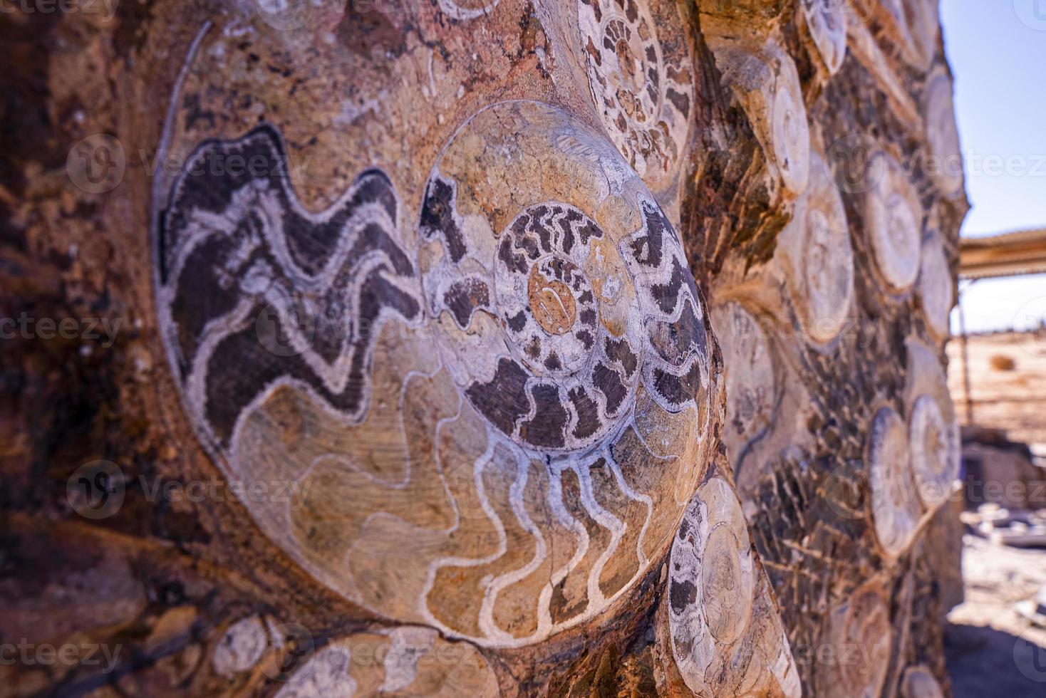 Extinct ammonites nautilus fossil of specimen embedded in stone wall photo