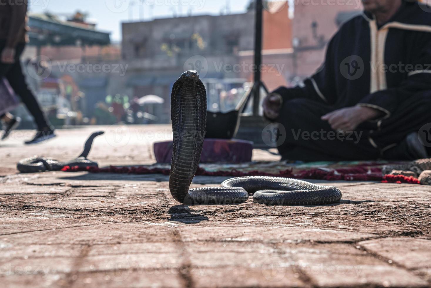 serpiente cobra en el pavimento con domador de serpientes en segundo plano. foto