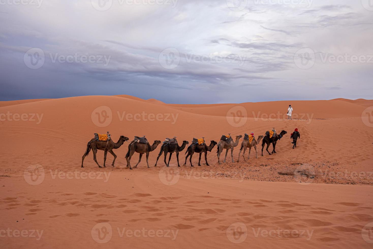 Bedouins in traditional dress leading camels through the sand in desert photo