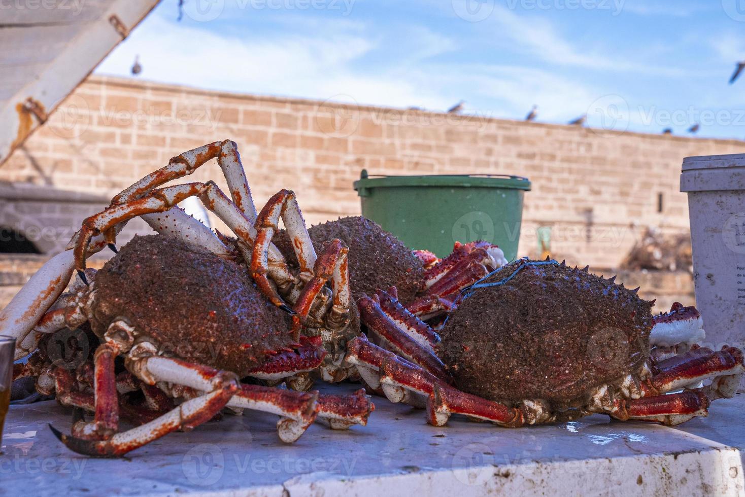 Closeup of brown raw fresh crabs displayed on table for sale photo