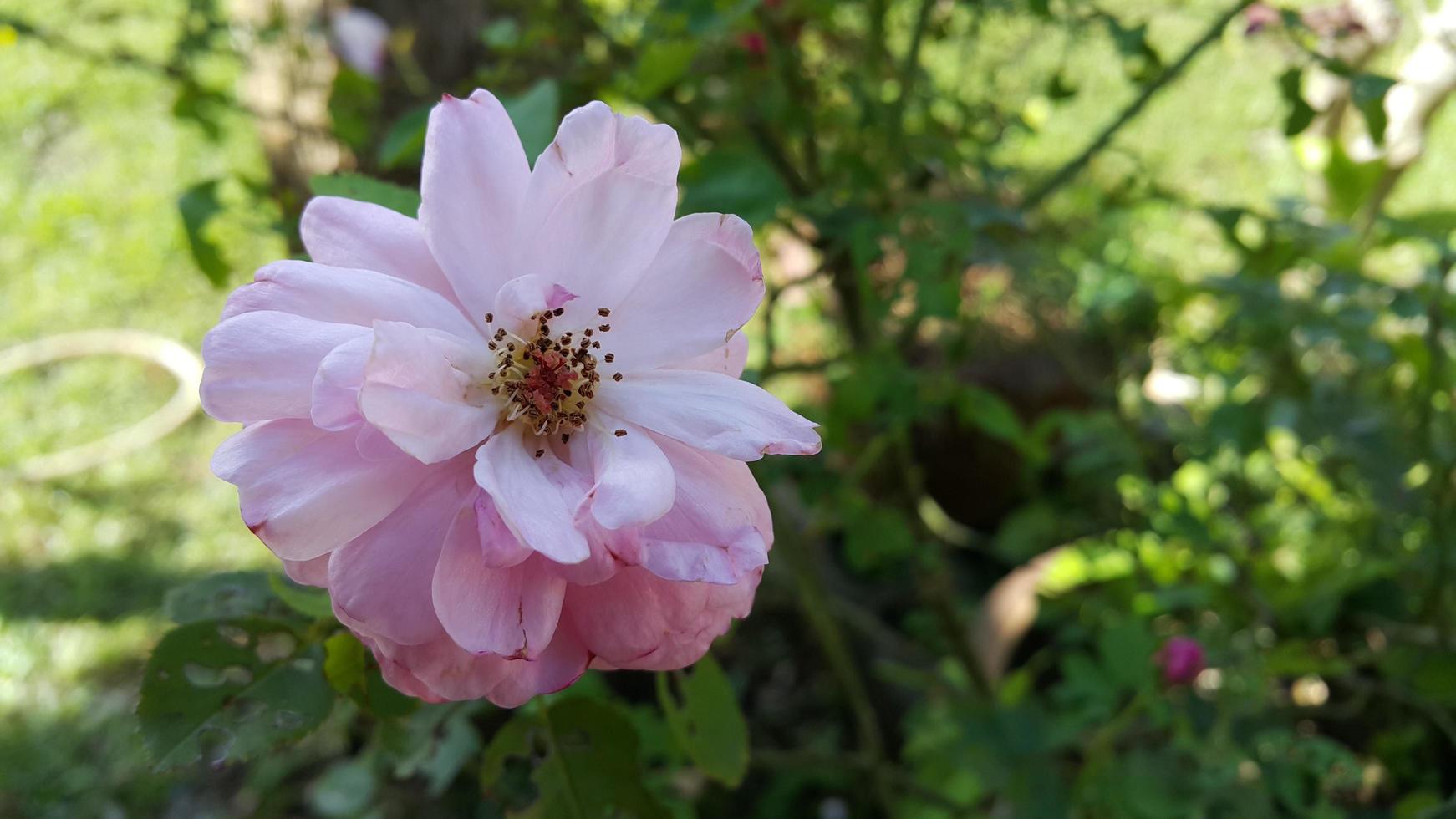 pink rose in garden photo