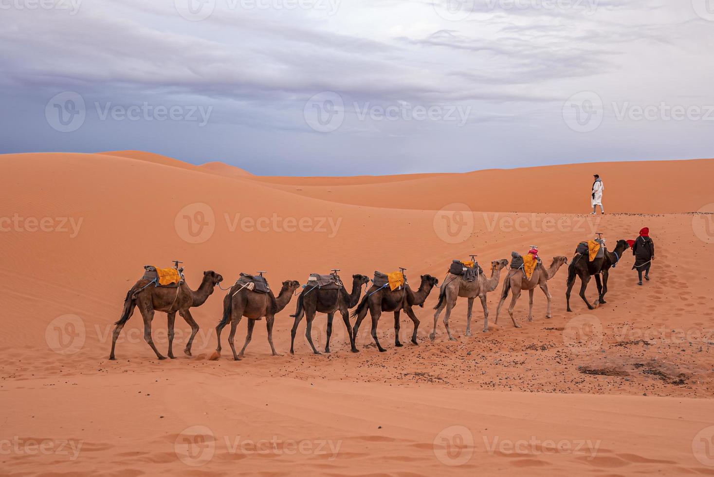 Bedouins in traditional dress leading camels through the sand in desert photo