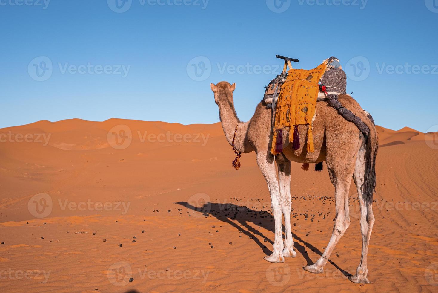 Dromedary camel standing on sand dunes in desert on sunny summer day photo