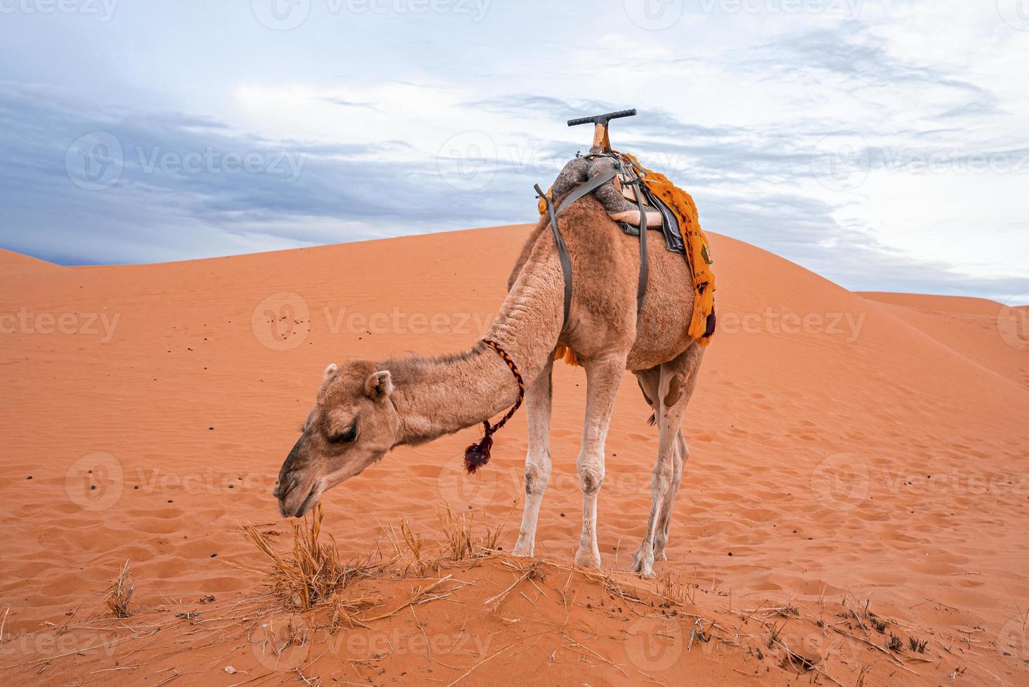 Dromedary camels eating grass on sand dunes in desert against sky photo