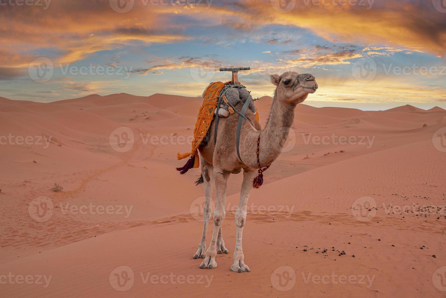 Dromedary camel standing on dunes in desert against cloudy sky during dusk photo