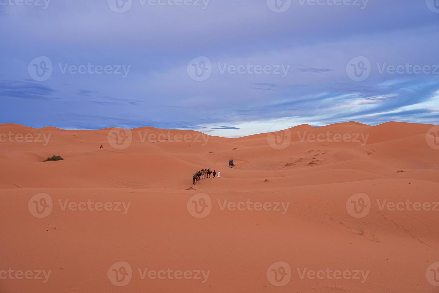 Bedouin leads caravan of camels with tourists through the sand in desert photo