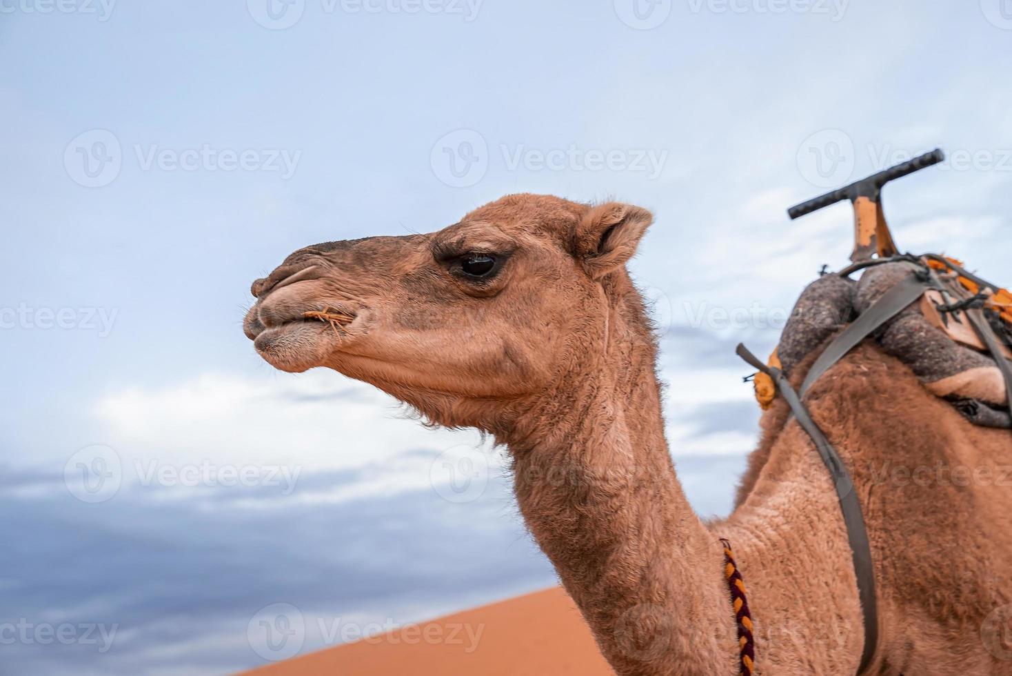 Dromedary brown camels eating grass in desert against cloudy sky photo