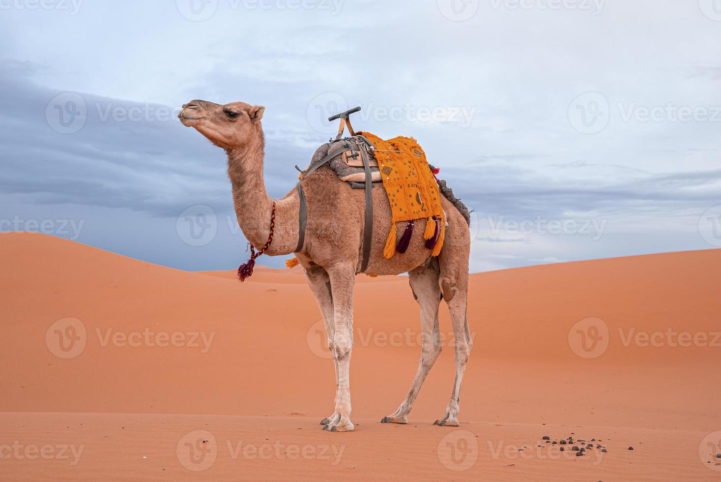 Dromedary camel standing on sand in desert against cloudy sky photo