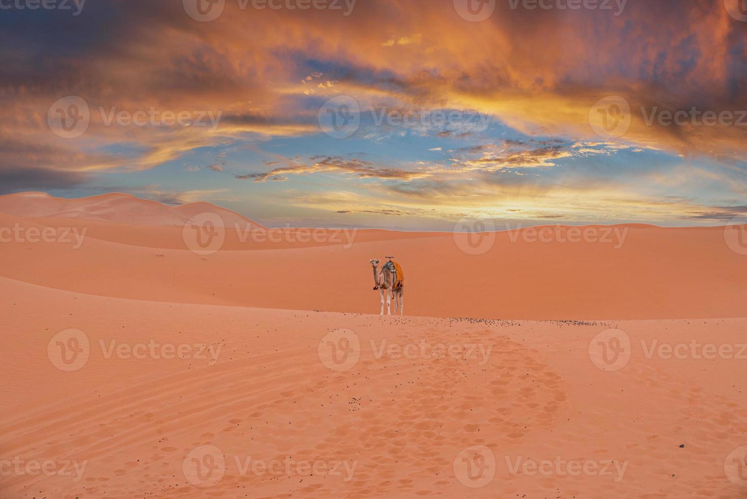 Caravan camel standing on dunes in desert against cloudy sky during sunset photo