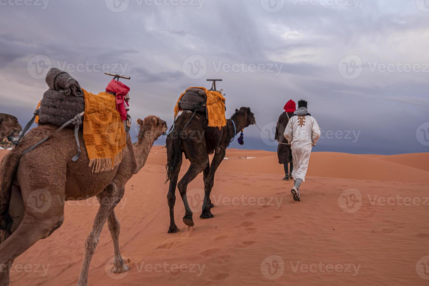 Bedouins in traditional dress leading camels through the sand in desert photo