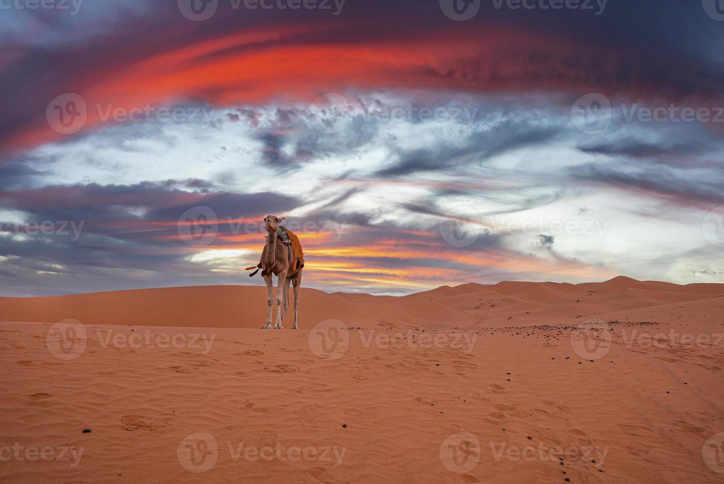 Dromedary camel standing on dunes in desert against cloudy sky during dusk photo