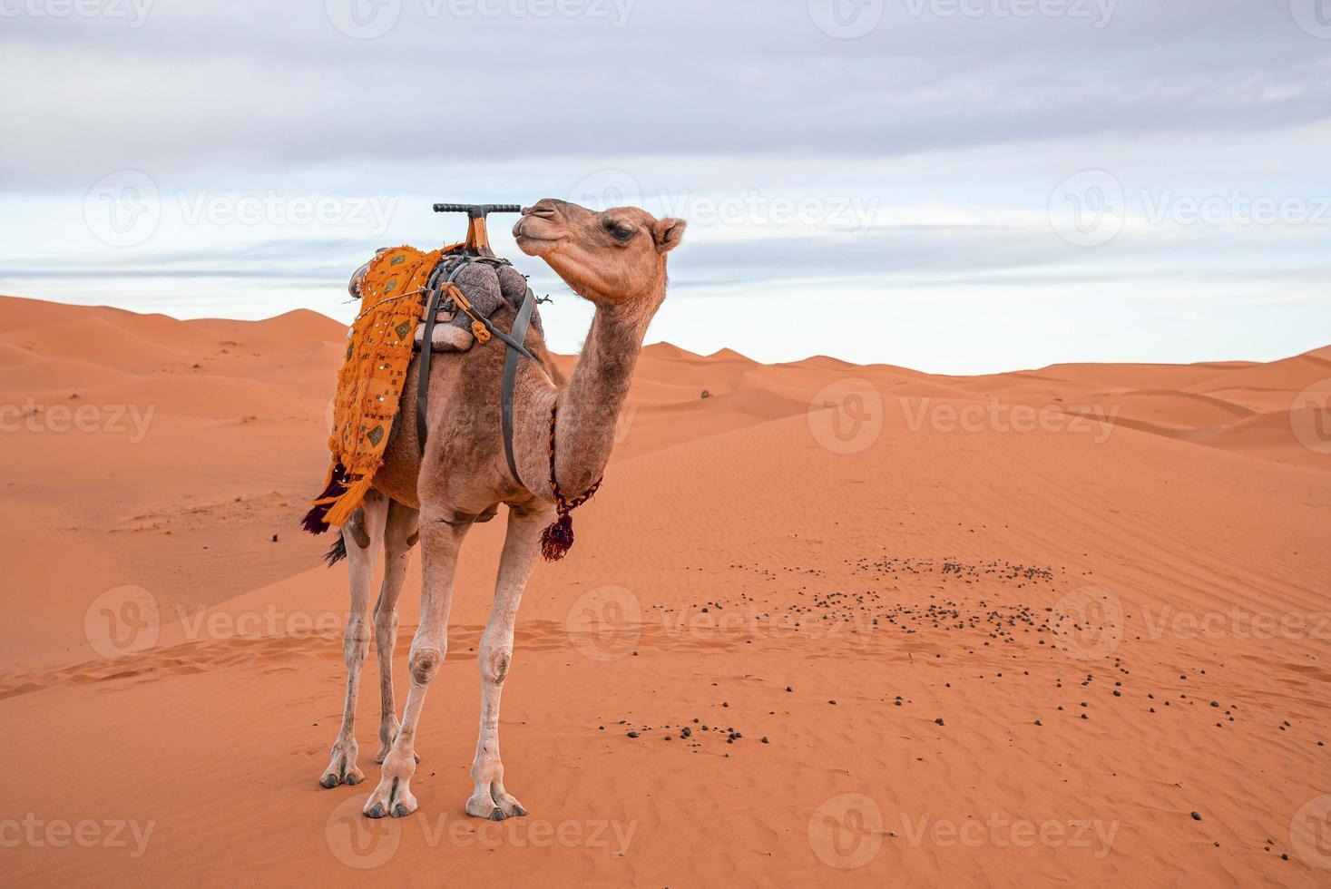 Dromedary camel standing on dunes in desert against cloudy sky during dusk photo