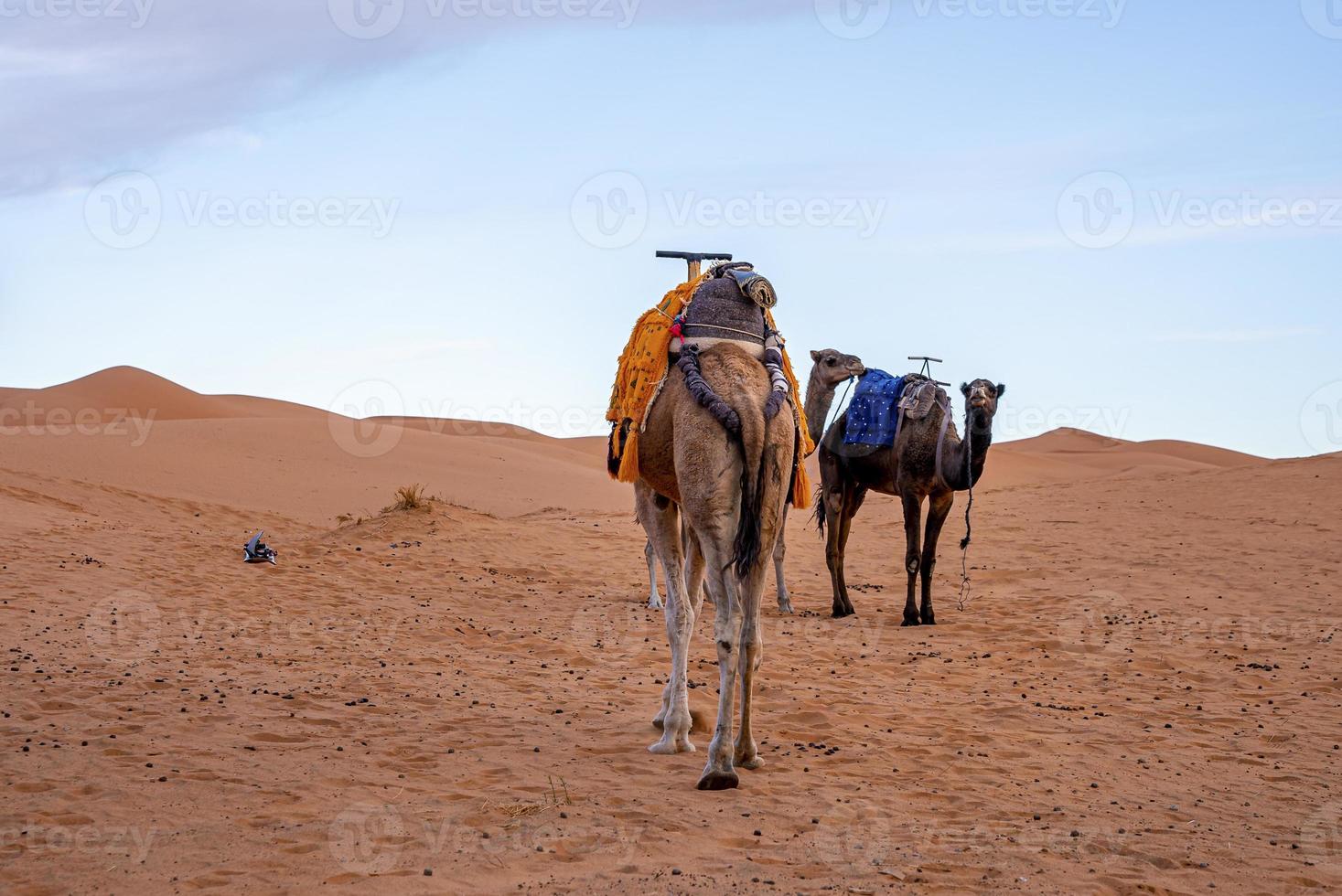Dromedary camels standing on sand dunes in desert against blue sky photo