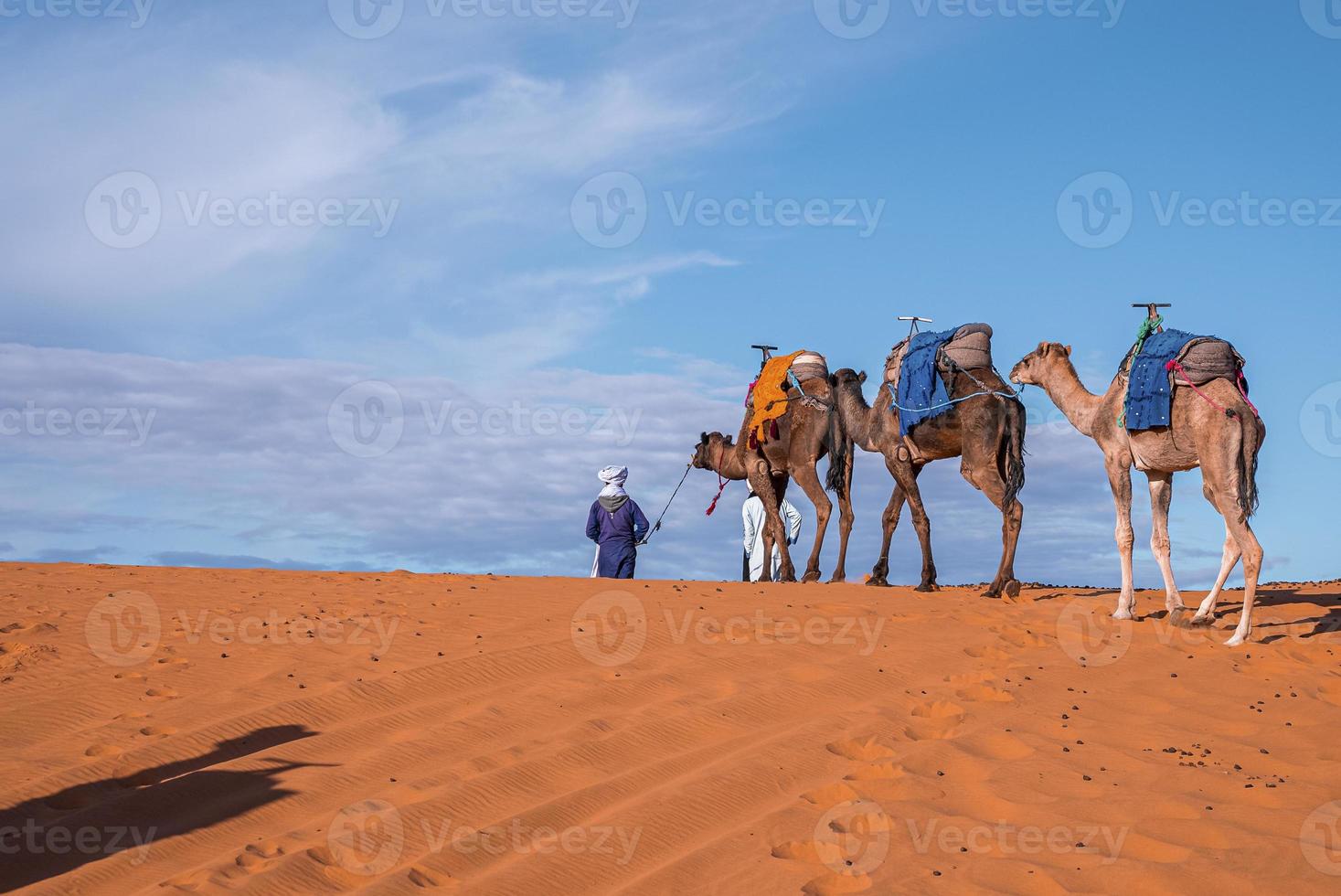 Bedouins in traditional dress leading camels through the sand in desert photo