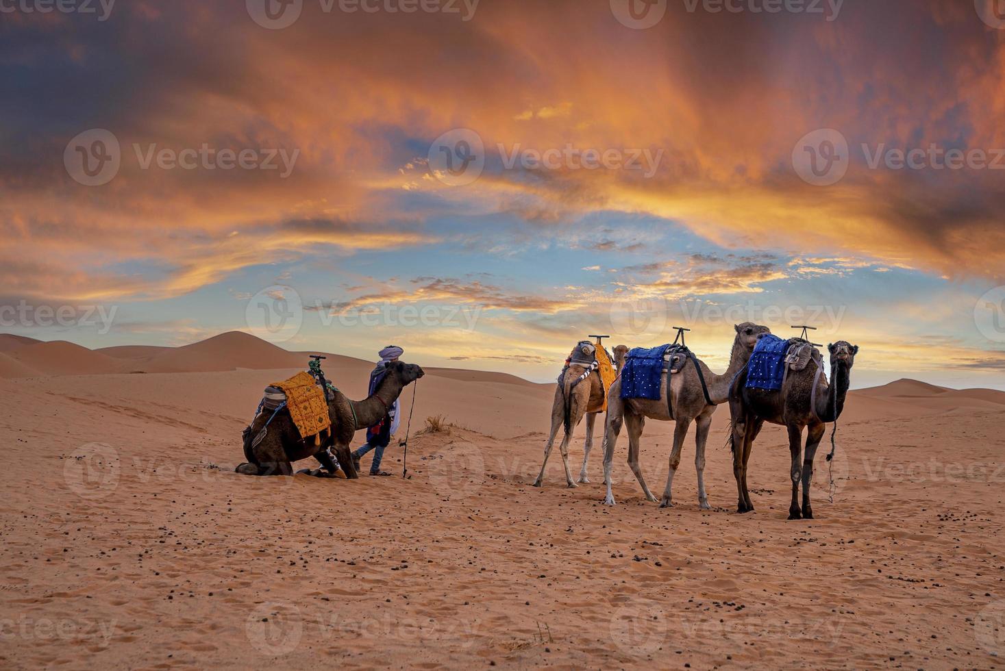 Bedouin with caravan of camels standing on sand in desert during dusk photo