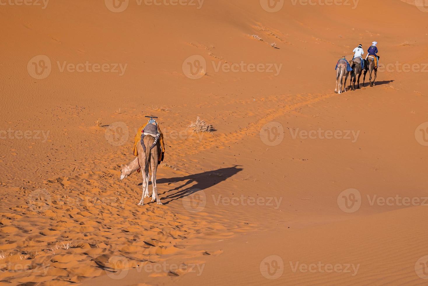 beduinos montando camellos a través de la arena en el desierto en un día soleado de verano foto