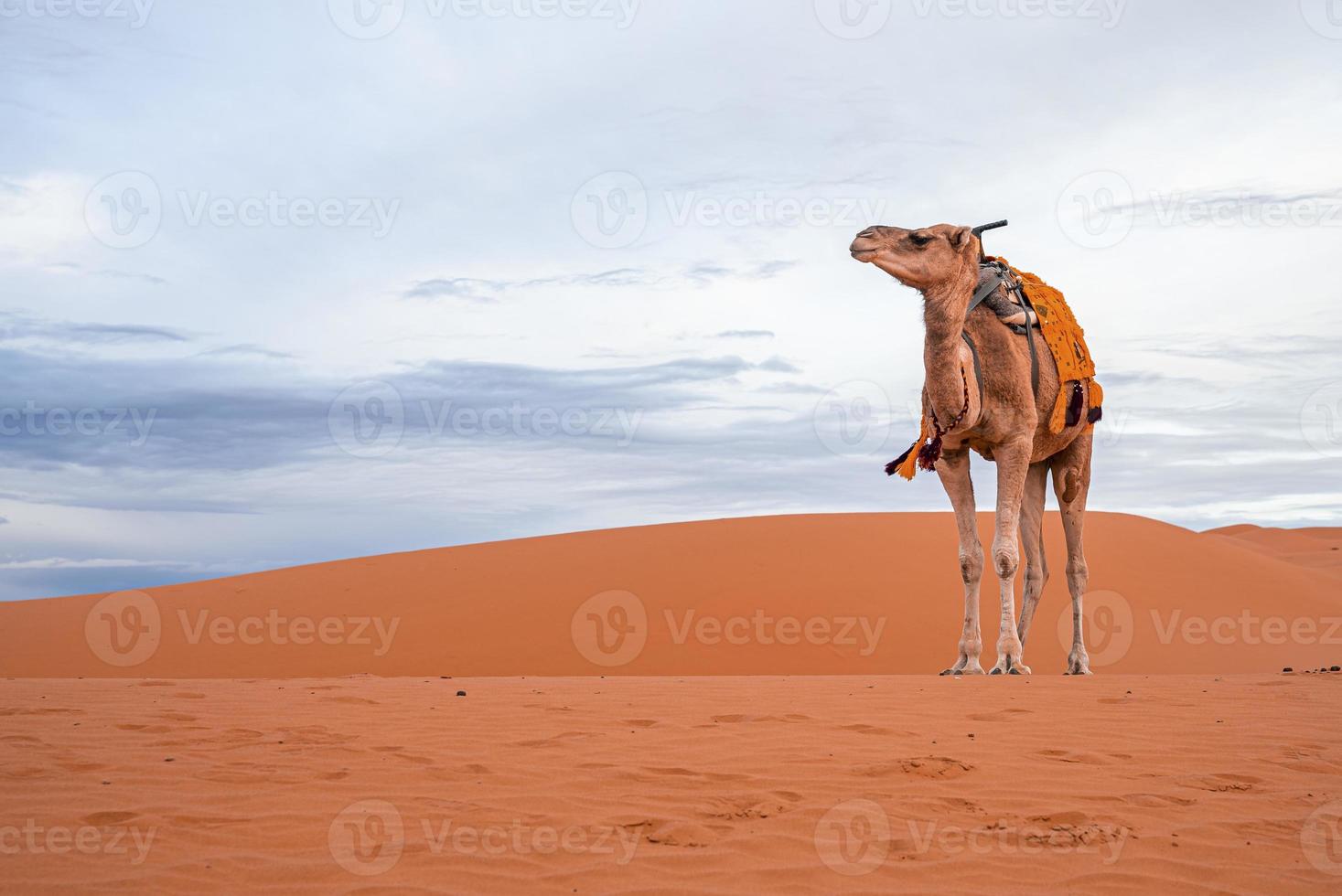 Dromedary camel standing on dunes in desert against cloudy sky during dusk photo