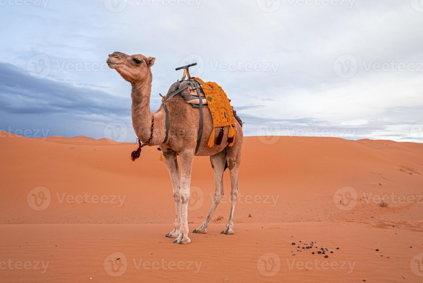 Dromedary camel standing on dunes in desert against cloudy sky during dusk photo