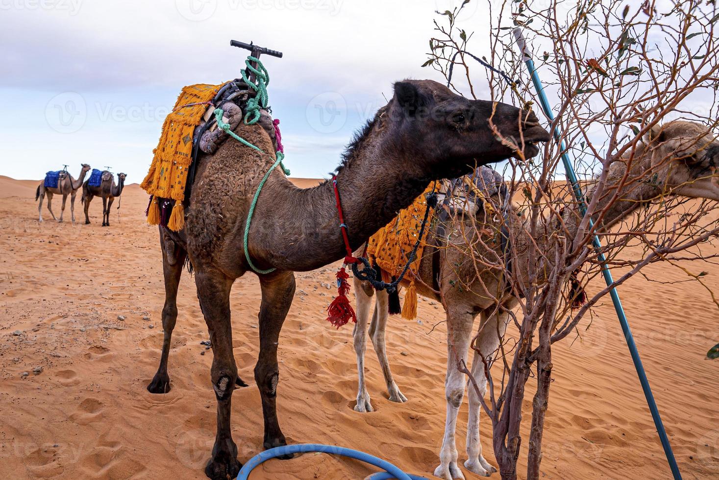 Dromedary brown camels eating tree leaves in desert against sky photo