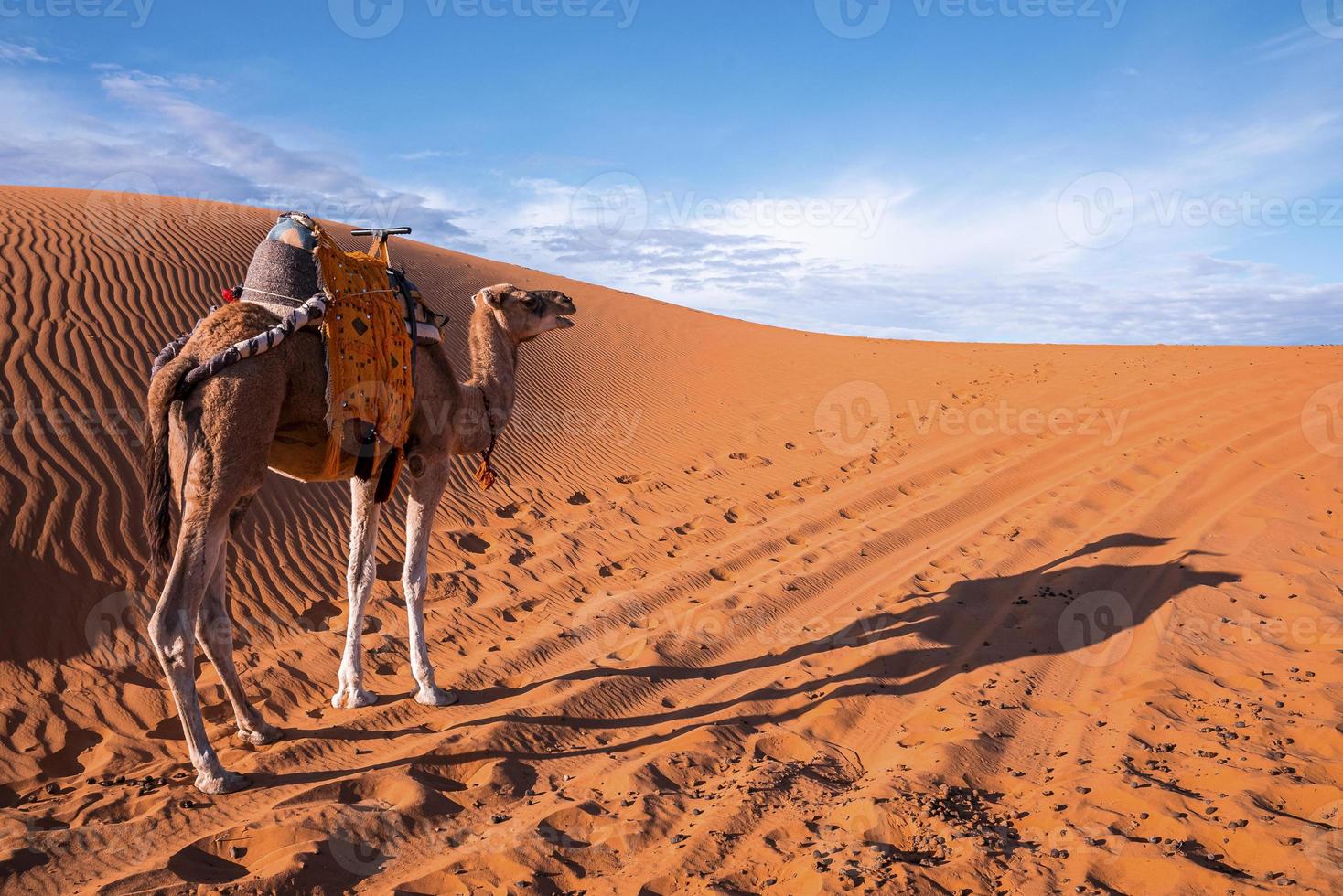 Dromedary camel standing on sand dunes in desert on sunny summer day photo