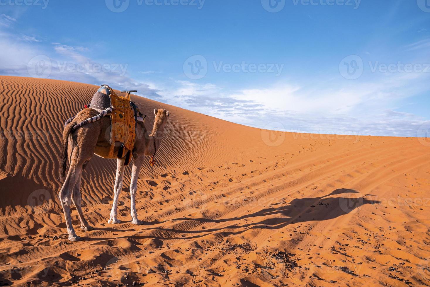 camello dromedario parado en dunas de arena en el desierto en un día soleado de verano foto
