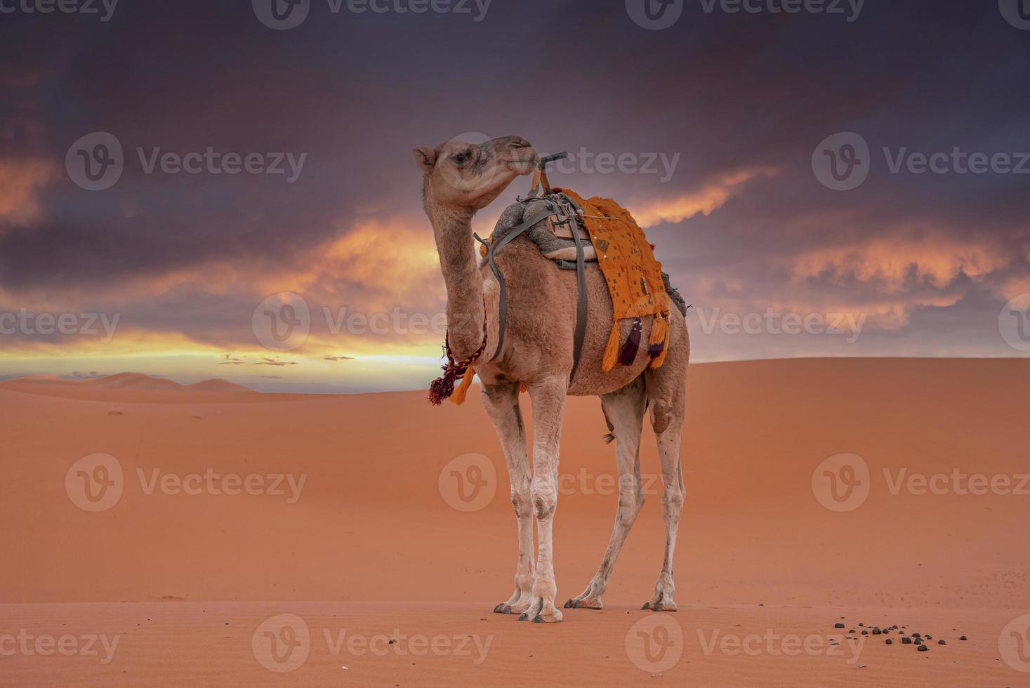 Dromedary camel standing on sand in desert against cloudy sky photo
