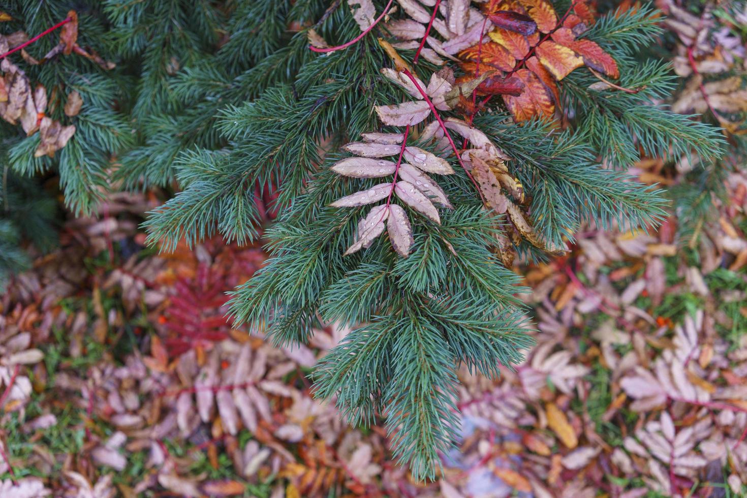Green spruce branch with red rowan leaves photo