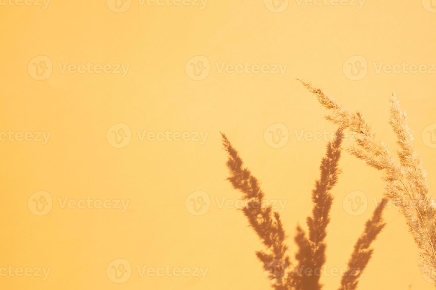 Shadows of twigs of dry plants on the wall in orange color. Nature background with copy space photo