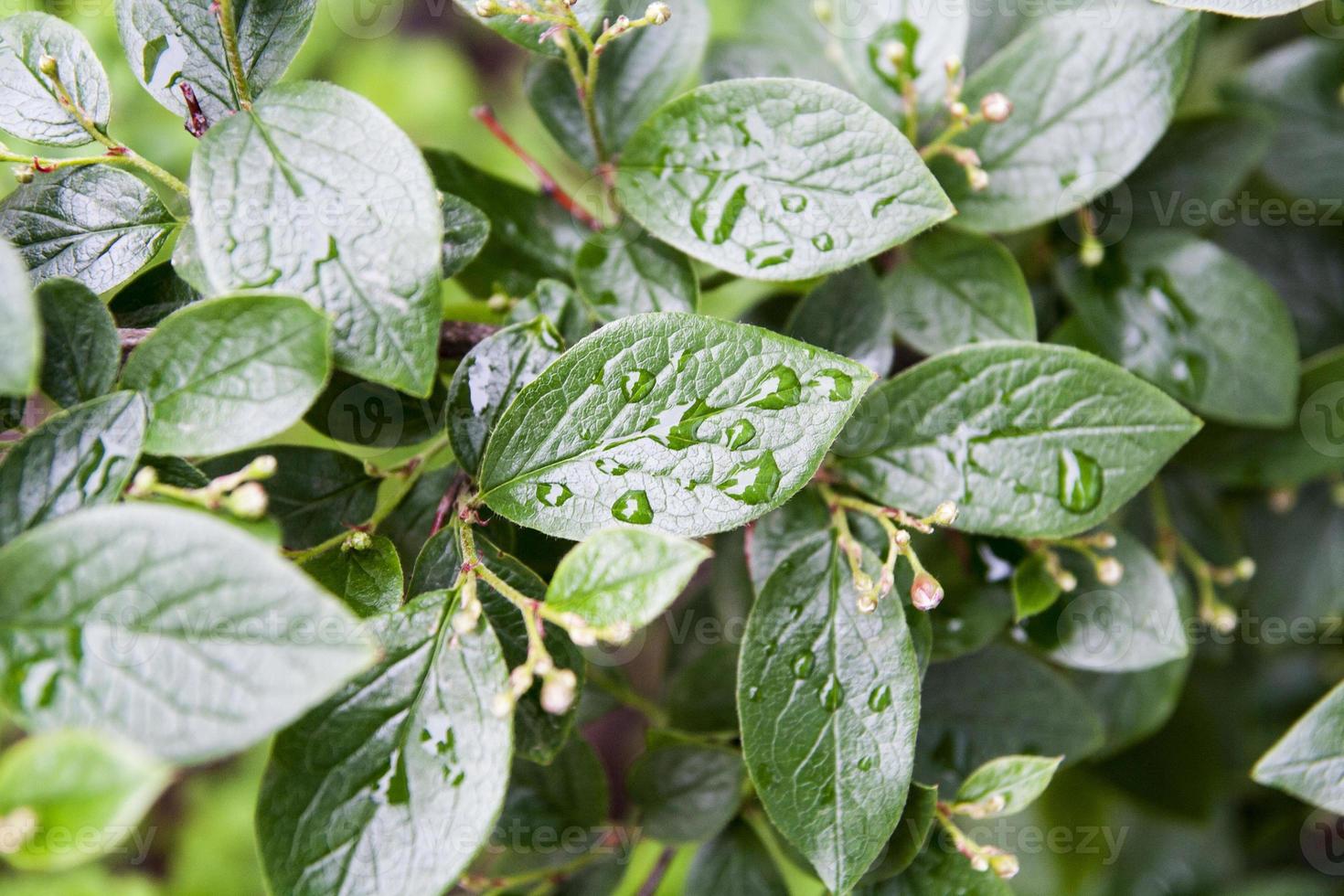 Green leaves with raindrops. Natural background. Spring and summer natural backdrop photo