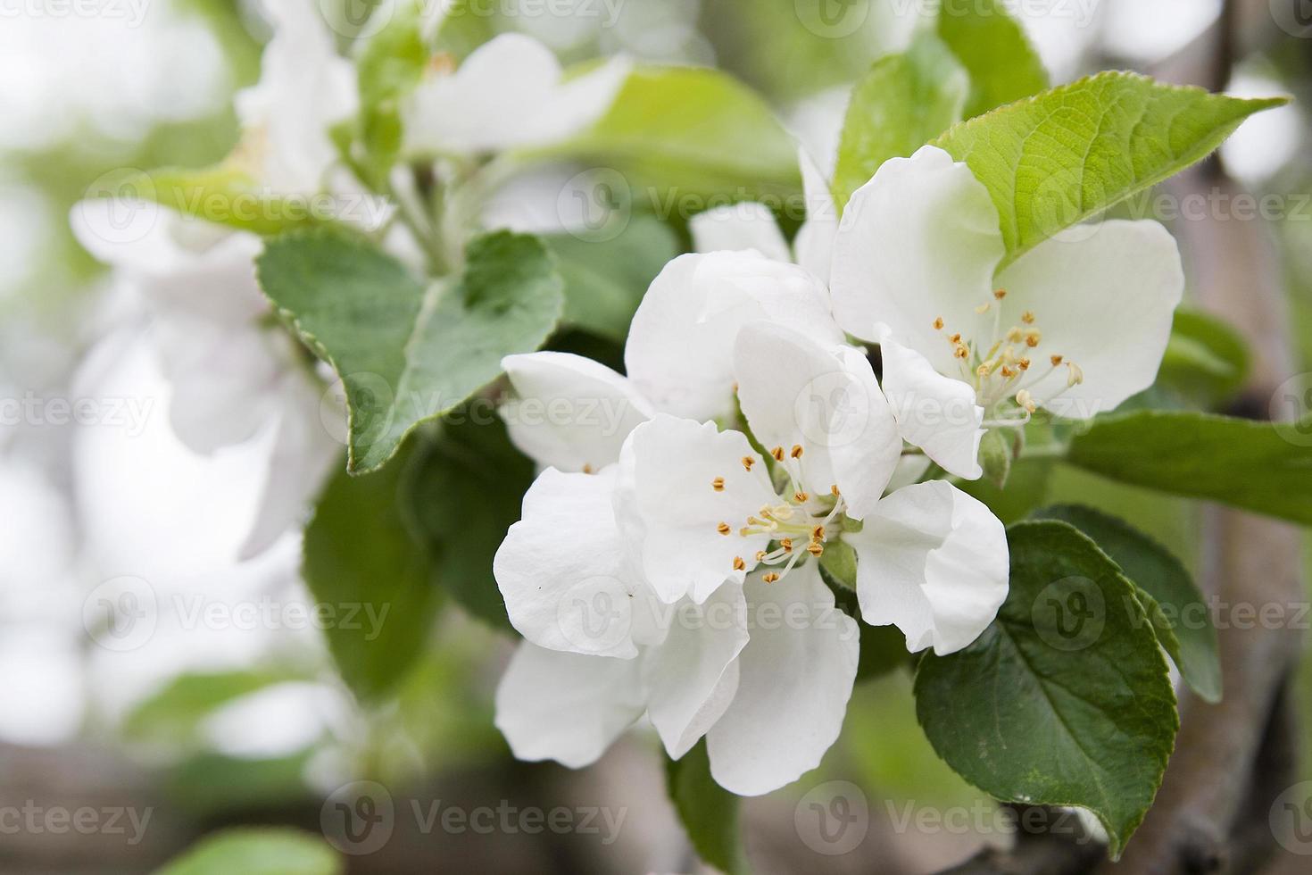 primer plano flores florecientes de manzano sobre un fondo de follaje verde con bokeh. floración de primavera foto