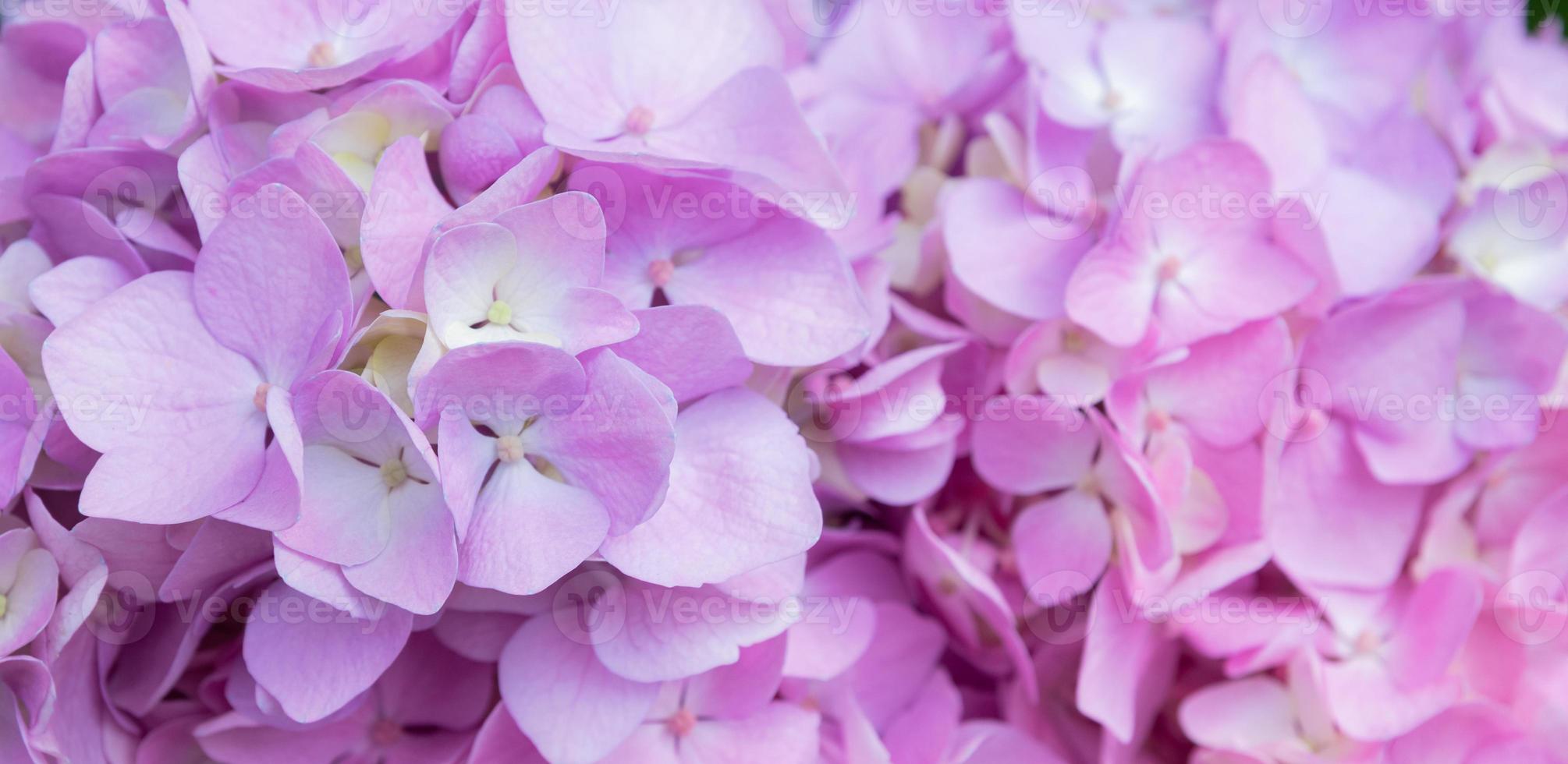 encantadoras y delicadas hortensias de color rosa lila en flor. flores de  primavera verano en el jardín 5139594 Foto de stock en Vecteezy