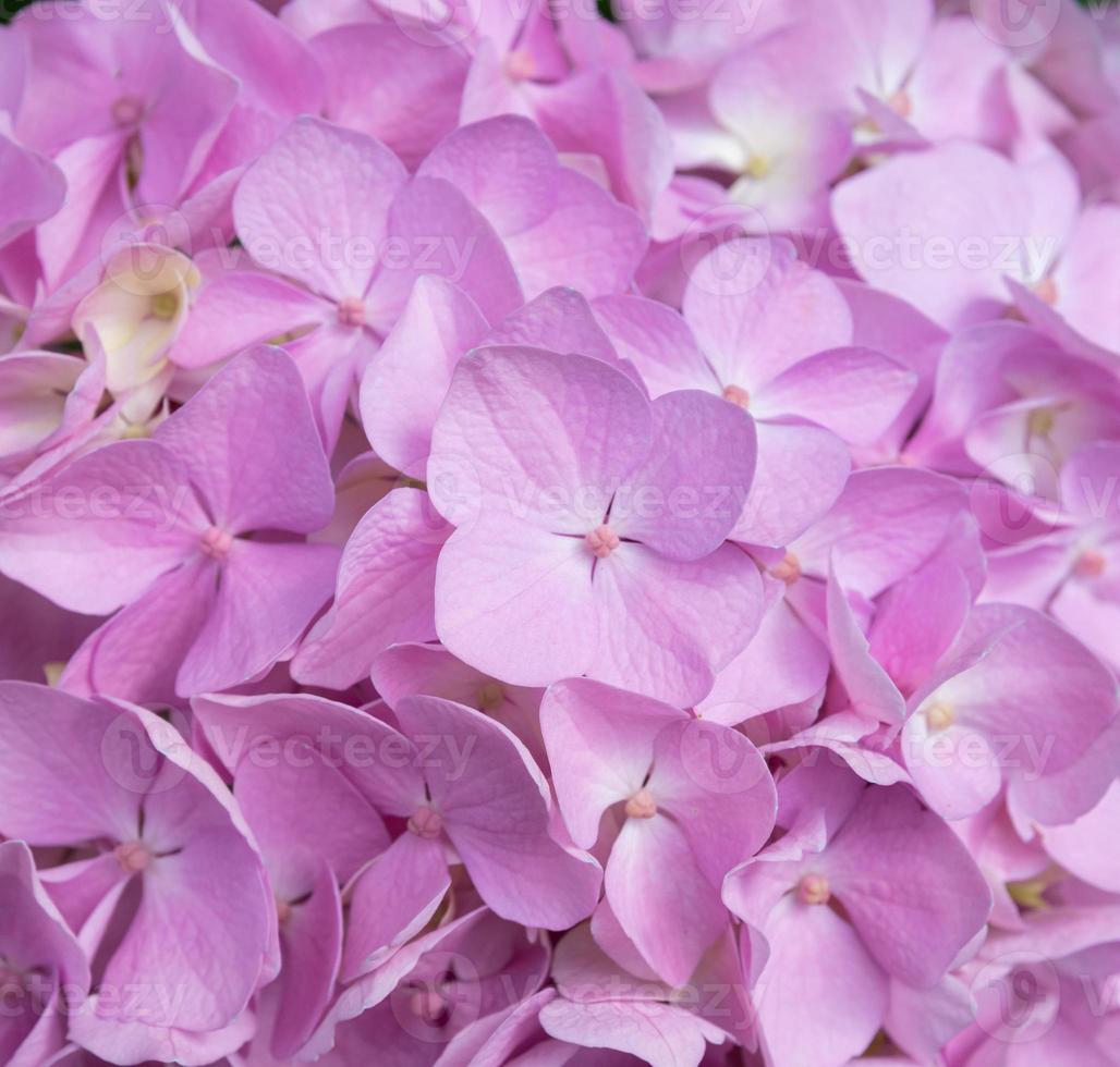 Lovely delicate blooming pink-lilac hydrangeas. Spring summer flowers in the garden photo