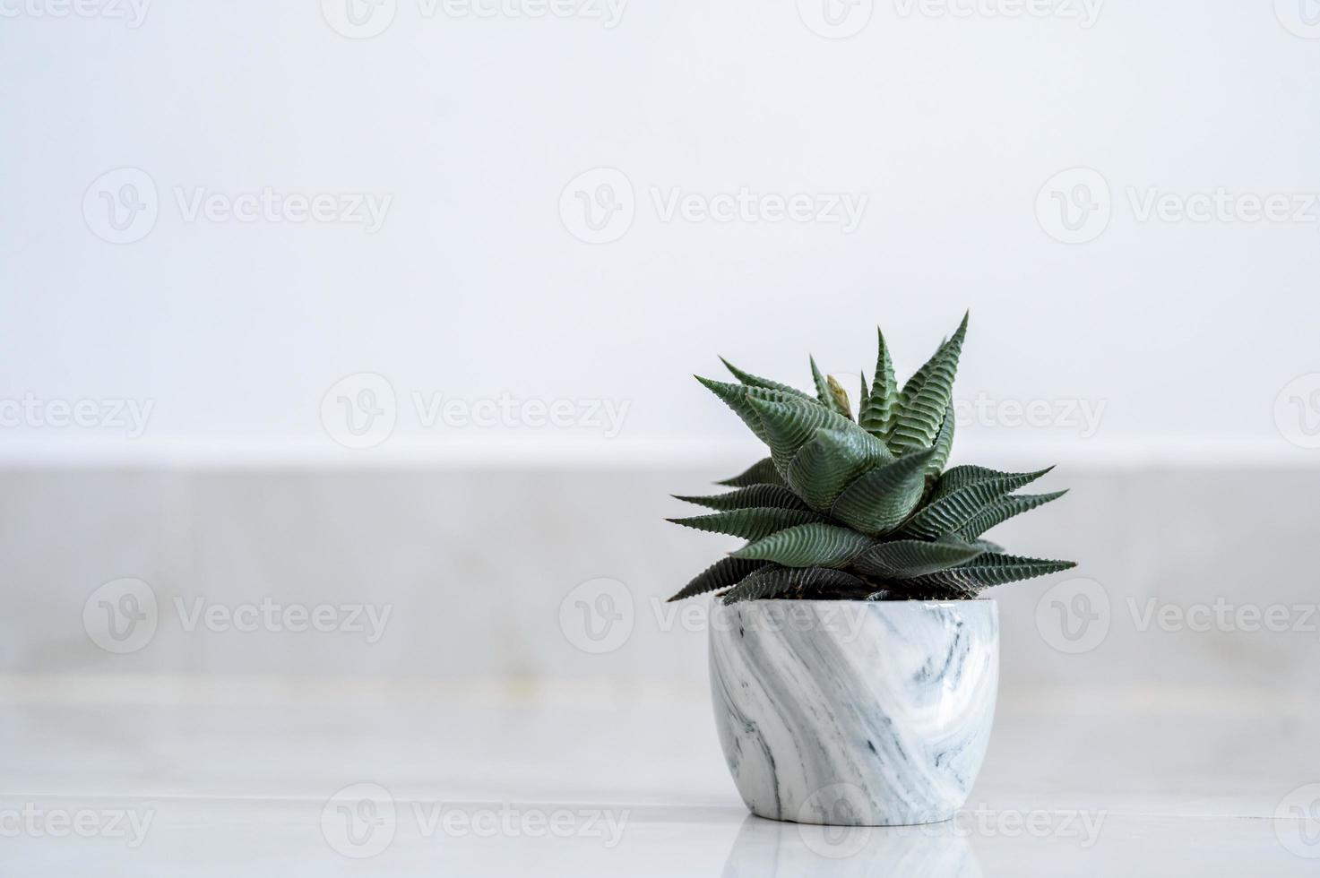 haworthia limifolia marloth un árbol utilizado para la decoración en una casa sobre un fondo blanco foto