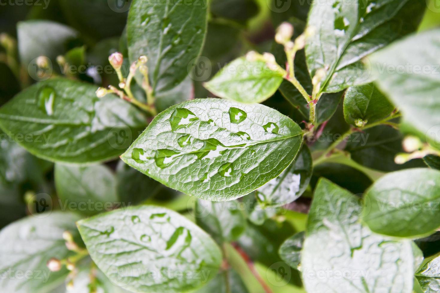 hojas verdes con gotas de lluvia. fondo natural. telón de fondo natural de primavera y verano foto