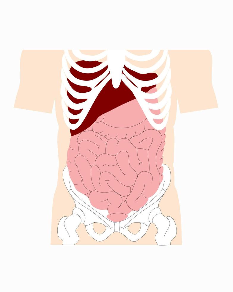 dibujos medicos, intestinos vector