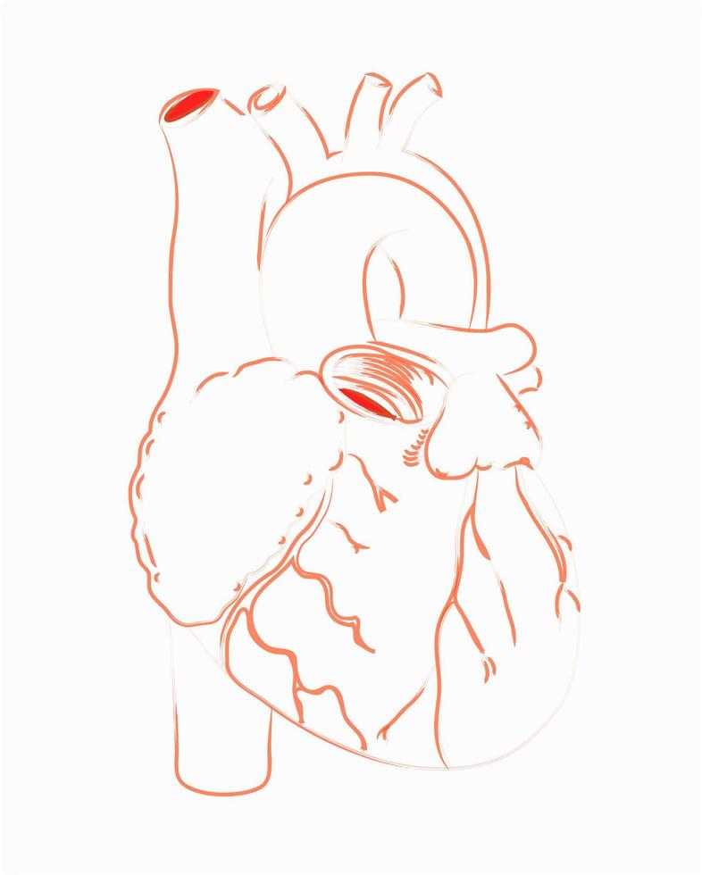 Medical Heart sketch vector