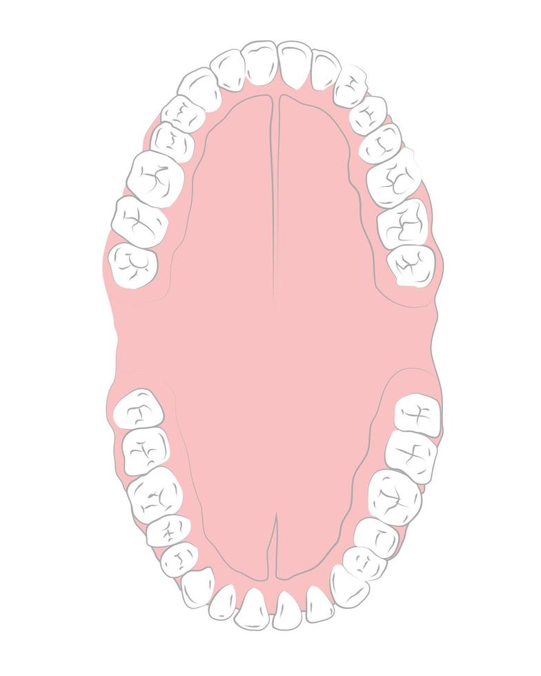 Medical drawings, all teeth vector