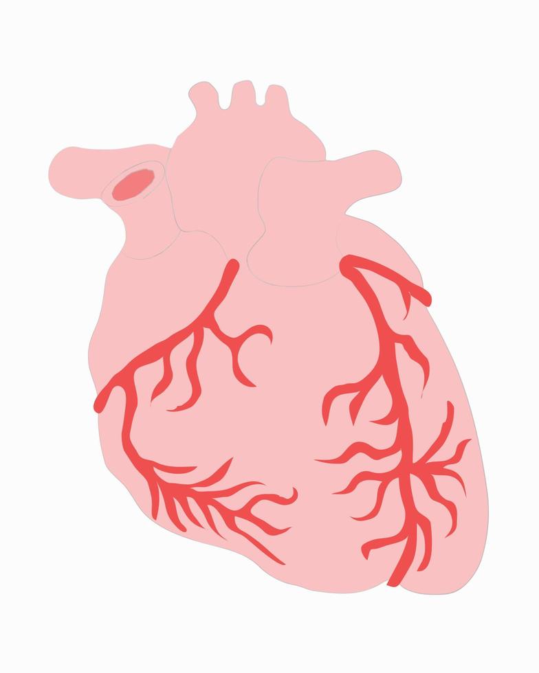 Medical drawings, heart vector