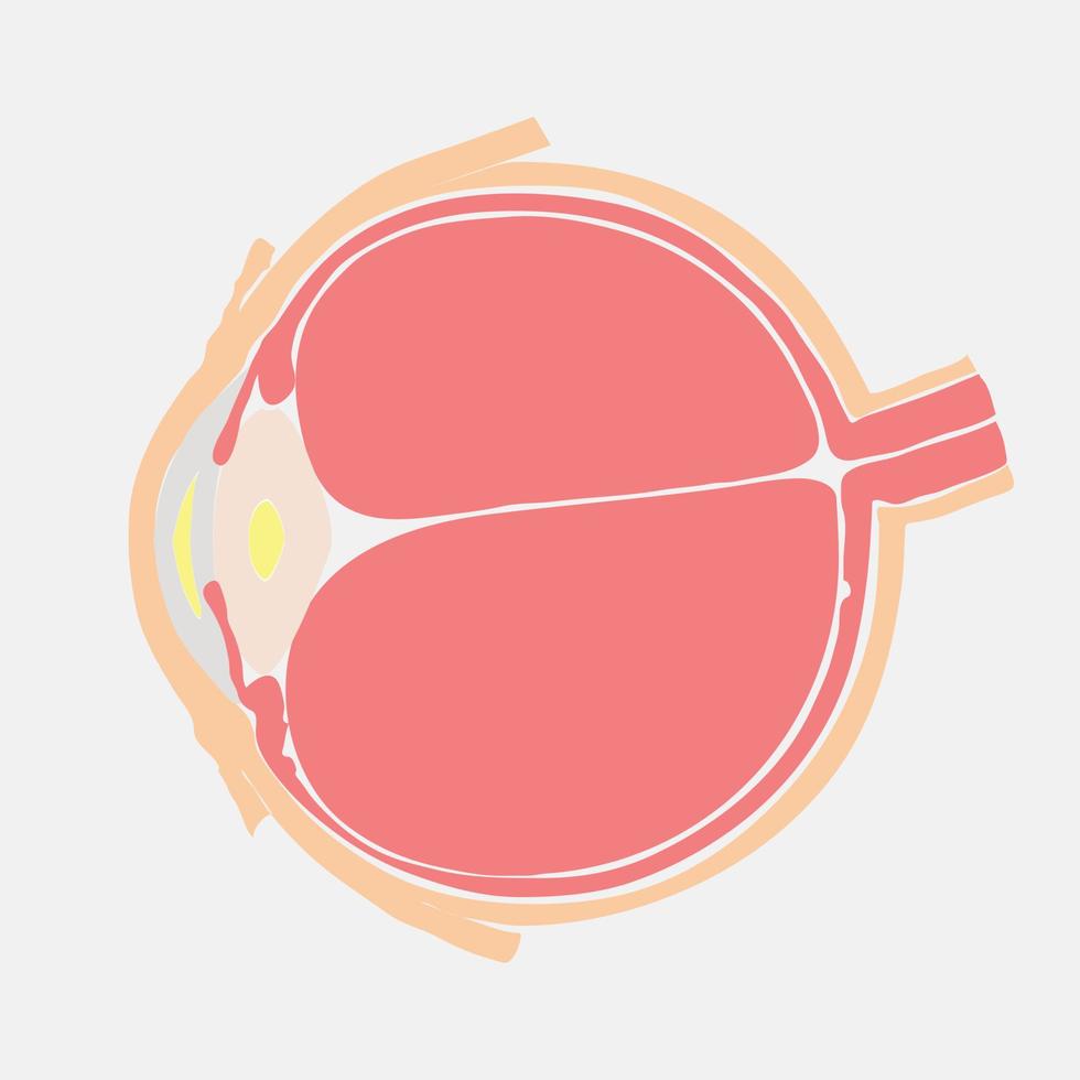 Medical drawings, eyes vector