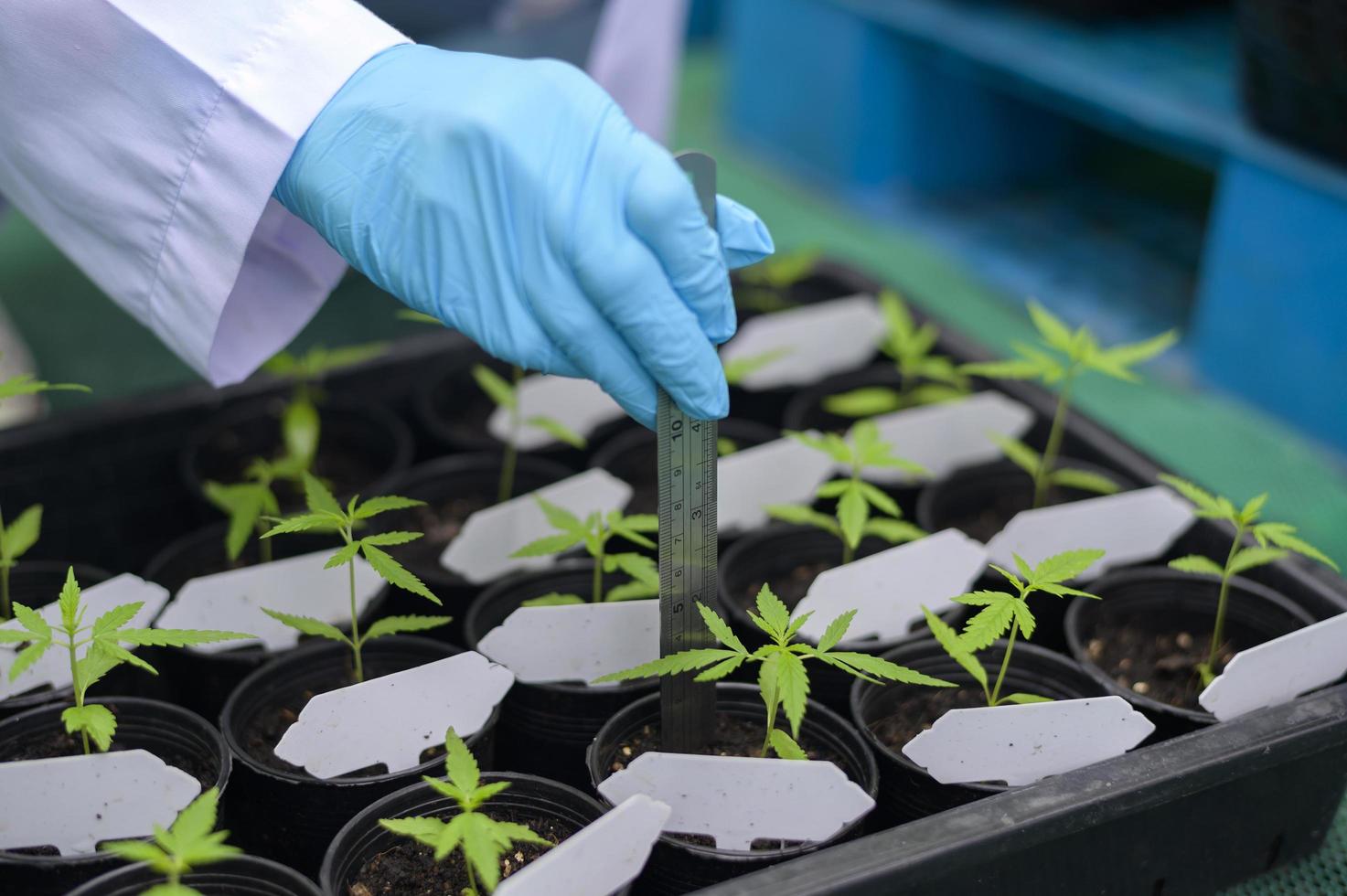 un científico que utiliza una regla para recopilar y analizar datos sobre plántulas de cannabis en una granja legalizada. foto