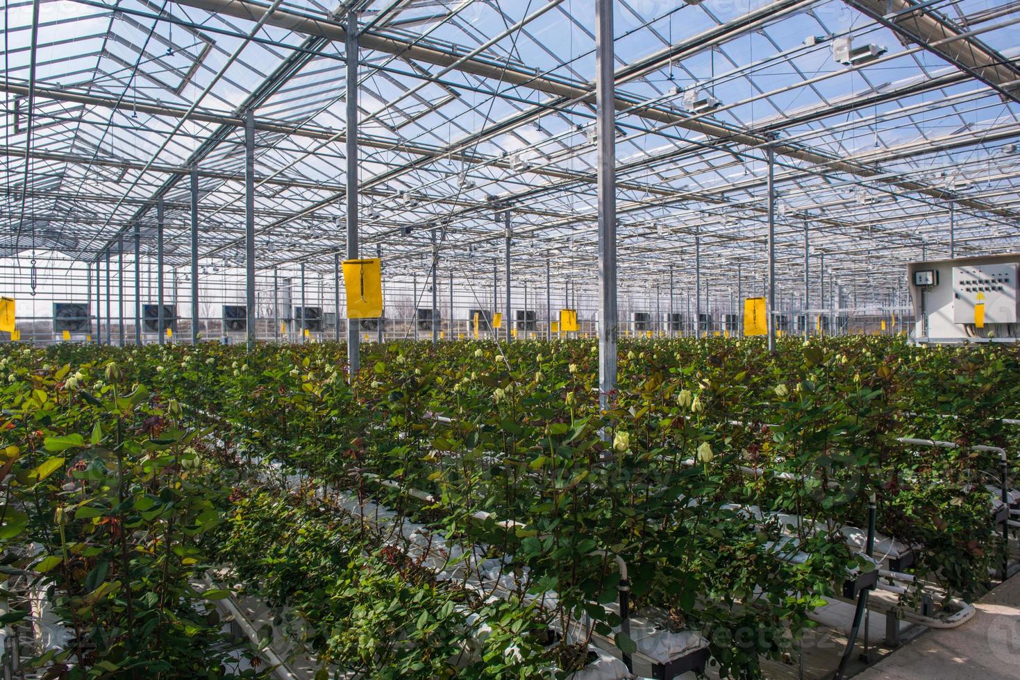 gran invernadero industrial con rosas holandesas, el plan general foto