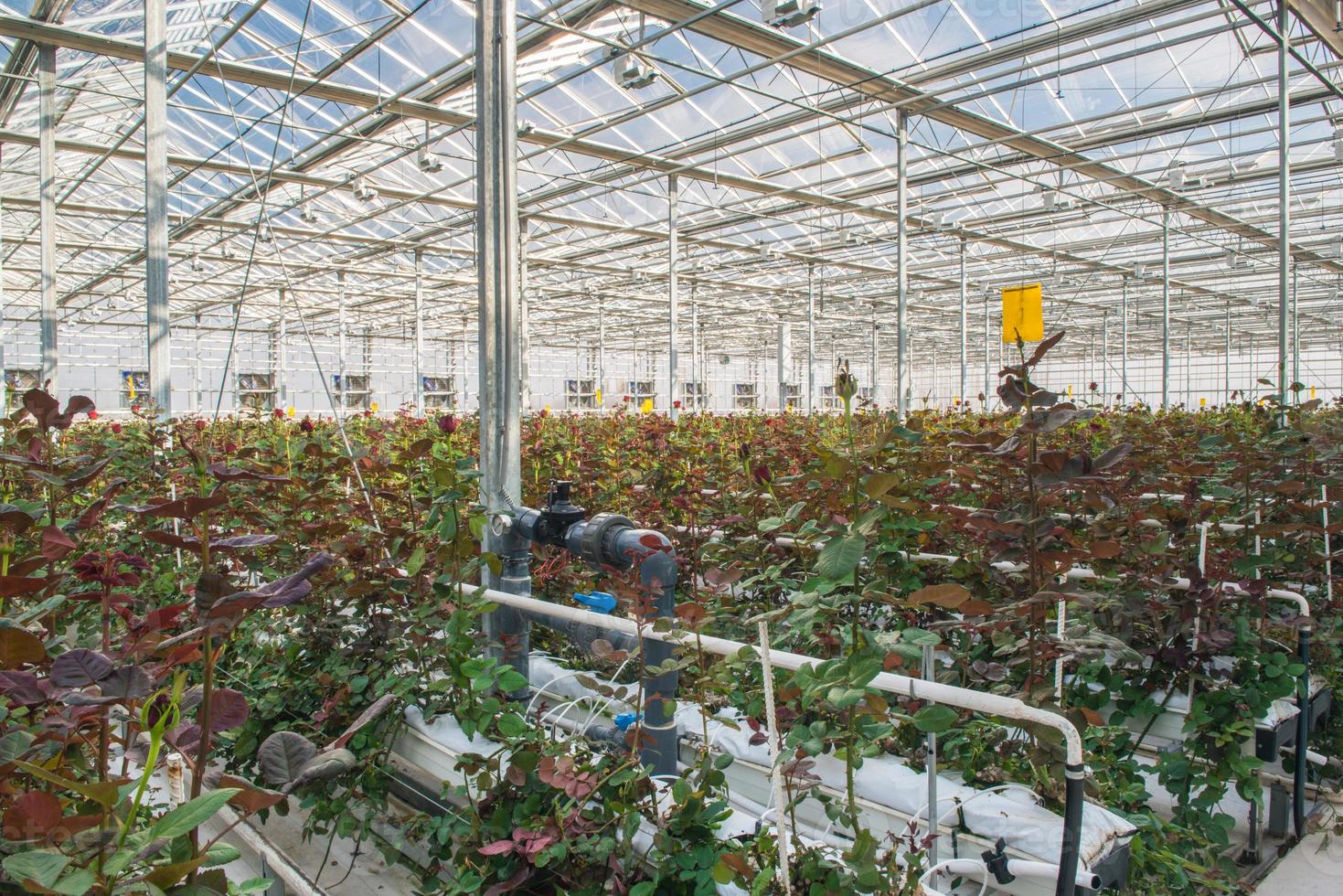 gran invernadero industrial con rosas holandesas, el plan general foto