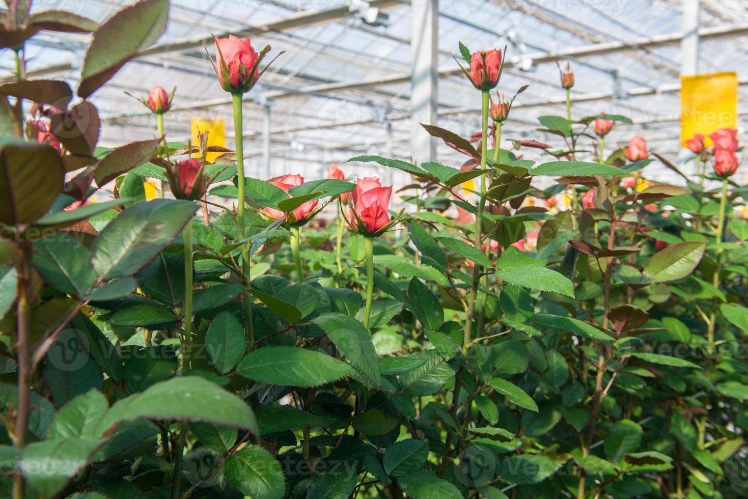 primer plano de una rosa sobre un fondo floral borroso en un invernadero foto