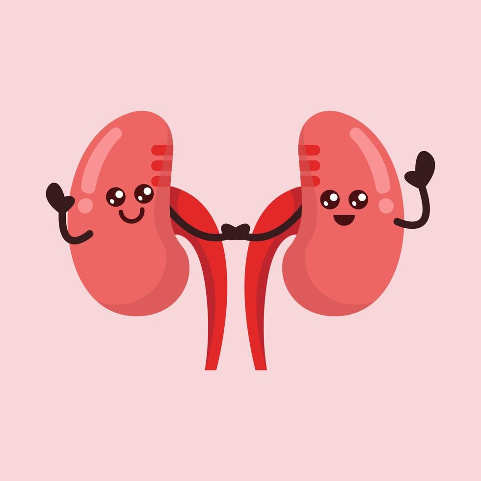 Cute kidney mascot vector