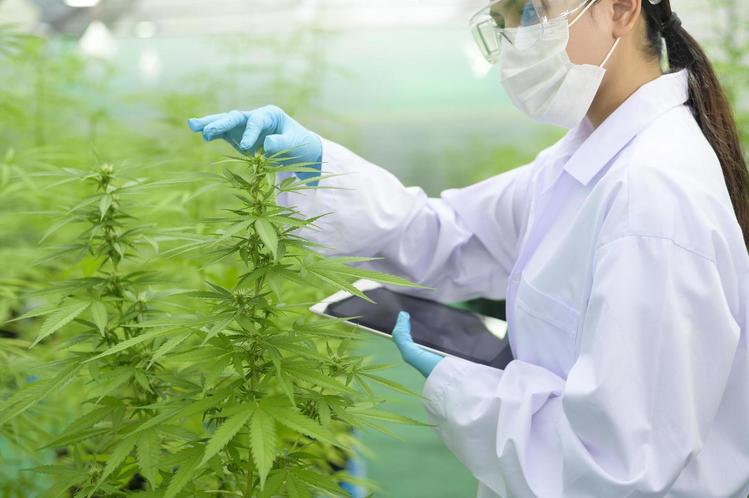 concepto de plantación de cannabis para médicos, un científico que usa una tableta para recopilar datos sobre la granja interior de cannabis sativa foto