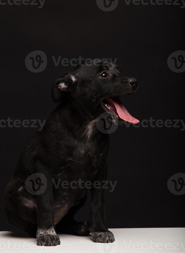 one mongrel dog puppy on a black background. studio shot photo